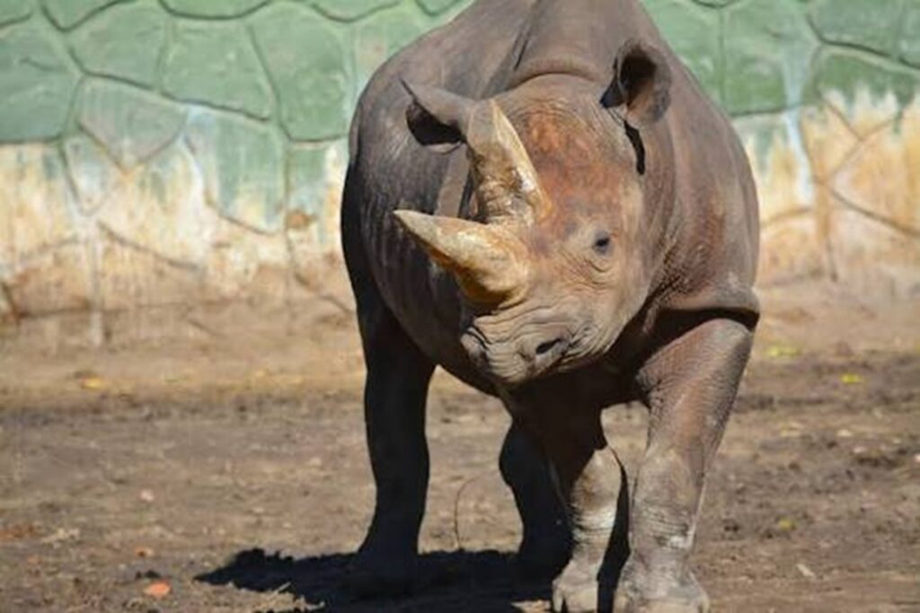 Black Rhino Timu disney